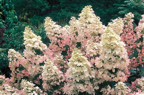 Growing Hydrangeas • The Garden Glove