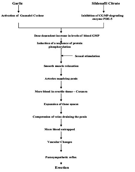 Mechanism of Action of Viagra and Sildenafil Citrate | Download ...