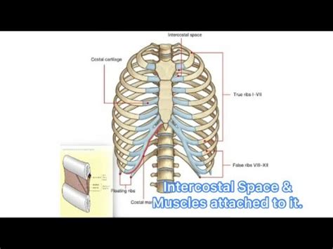 INTERCOSTAL SPACE // MUSCLES OF INTERCOSTAL SPACE //NEUROVASCULAR BUNDLE.. By Anatomy Struggler ...