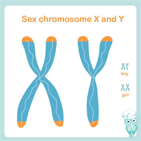 Xy Chromosomes stock vectors - iStock