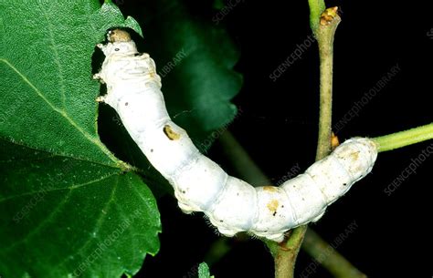 Silk Moth Larva (Bombyx mori) - Stock Image - Z355/1137 - Science Photo ...