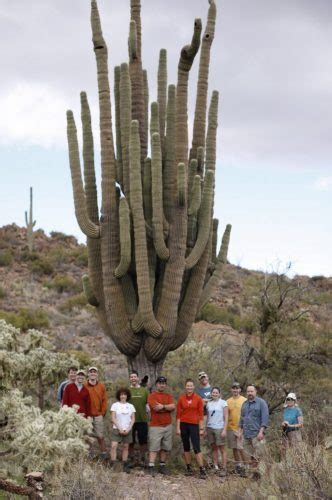 Arizona's Giants - the Saguaro Cactus | REI Co-op Adventure Center