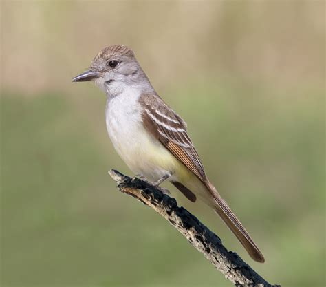 Ash-throated Flycatcher | San Diego Bird Spot