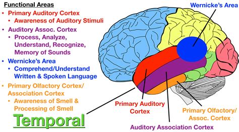 Olfactory Cortex