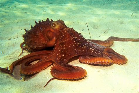 Octopuses can recode genetic code to adapt any environment