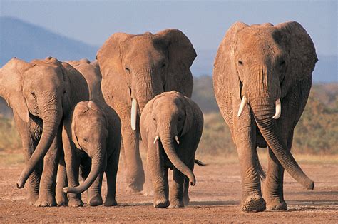 Elephants Wallpapers | Fun Animals Wiki, Videos, Pictures, Stories