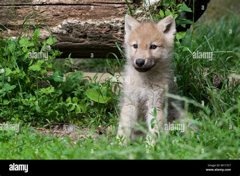 Arctic wolf pup Stock Photo - Alamy