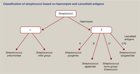 Staphylococcal and streptococcal infections - Medicine