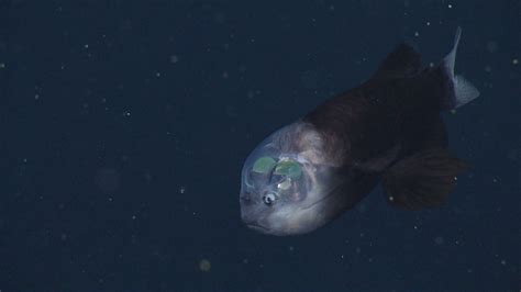 Barreleye fish • MBARI