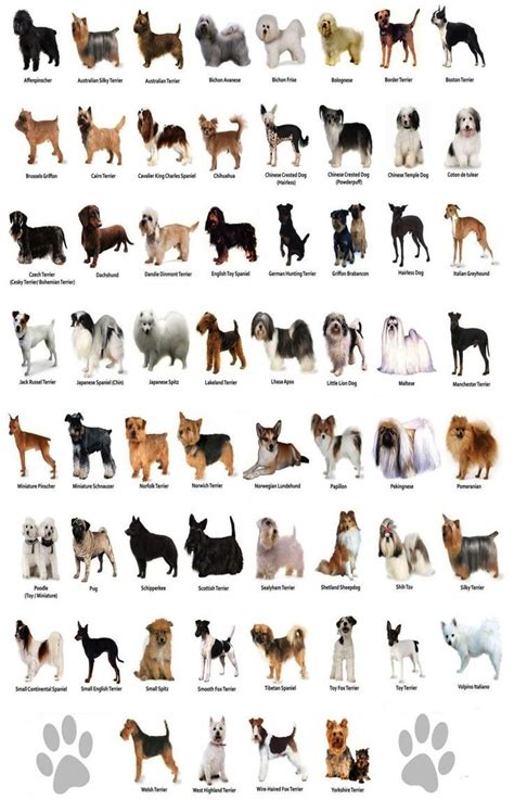 The Dog Different Dog Breeds Infographic Chart 18"x28" (45cm/70cm) Poster | Dog breeds chart ...