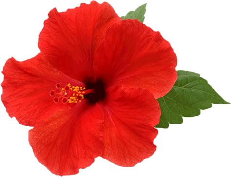 Red Hibiscus PNG Photo - PNG All | PNG All