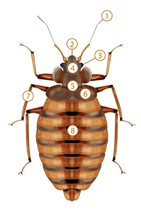 Anatomy of a Bed Bug - Pronto Pest Management