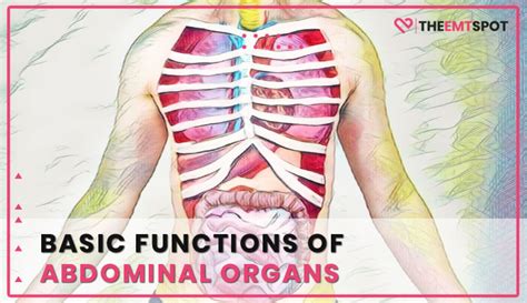 Basic Functions Of Abdominal Organs | TheEMTSpot