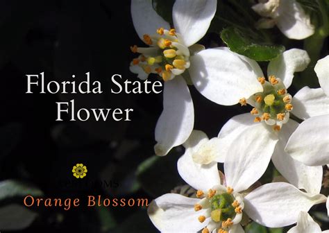 Florida State Flower