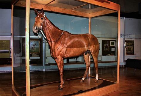 Let’s Discuss: Horse Taxidermy | HORSE NATION