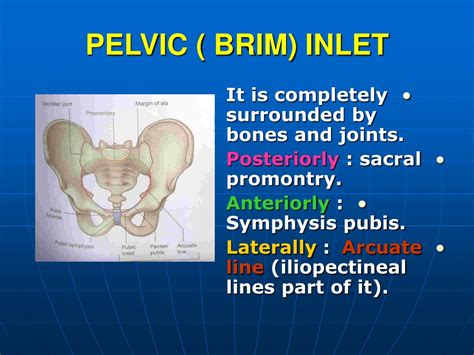 Pelvic Inlet Shape