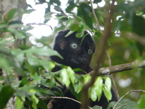 Restoring the Habitat of Lemurs in Sahamalaza-Iles Radama National Park ...