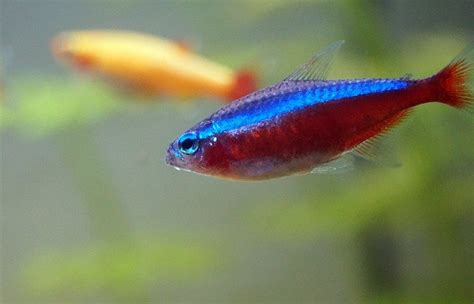 Neon Tetra Breeding Guide - Fish Care Guide