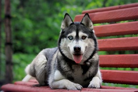 Siberian Husky Snow Dogs HD Wallpapers