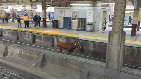 Bull on the loose spotted on train tracks near Newark, New Jersey Penn ...