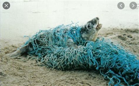 Petition · Save The Seals By Helping Fishing Nets be Tagged - United ...