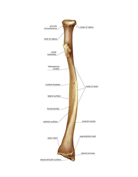 Radius Bone Diagram