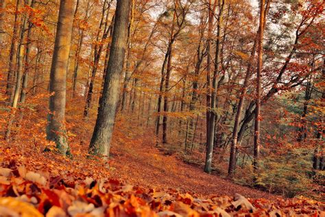 Tombe Des Arbres Forêt - Photo gratuite sur Pixabay