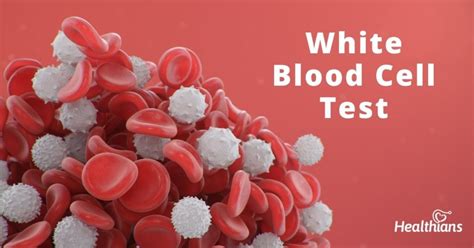 White Blood Cell Count (WBC) Test – Purpose, Results & Range