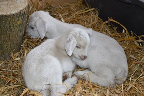 10+ Free Sleeping Goat & Goat Images - Pixabay