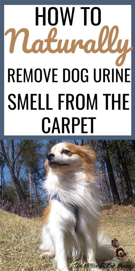 How to Remove Dog Urine Odor From The Carpet (Naturally) | Removing dog ...