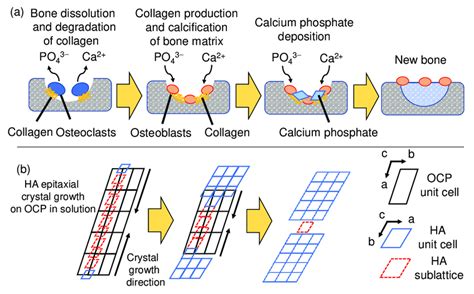 Illustration of (a) bone regeneration mechanism in vivo and (b ...