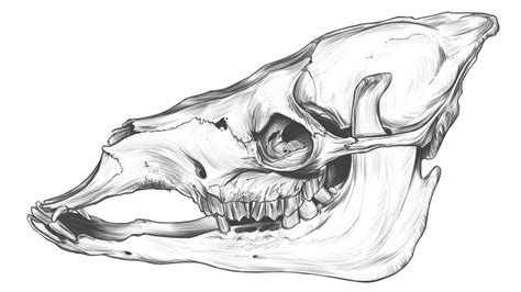 Animal Skull Drawing