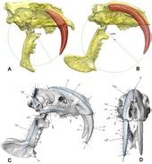 Thylacosmilus - Wikipedia