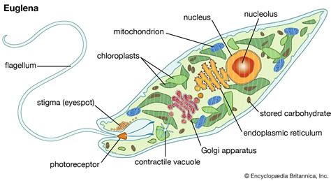 KINGDOM PROTOCTISTA (UNICELLULAR EUKARYOTES) | by Biology Experts Notes | Medium