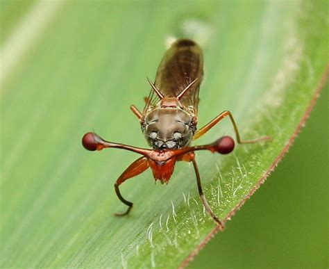 Hammer-head fly / stalk-eyed fly | Project Noah