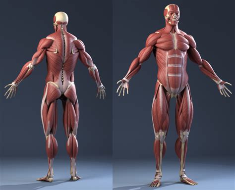 Anatomy Pictures Muscles And Bones Pdf Downloads / Anatomy Pictures ...