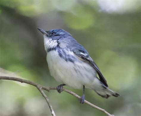 Pictures and information on Cerulean Warbler