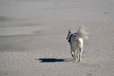 Beach Dog Sand - Free photo on Pixabay - Pixabay