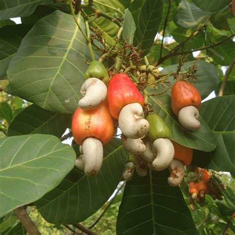 Buy Cashew Nuts Online - Kaju - Thottam Farm Fresh