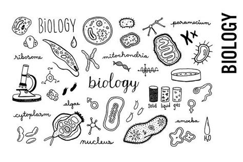 Biology Doodle Illustrations, an Education Illustration by Pepper | Biologie kunst, Deckblatt ...