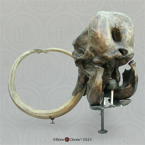 Woolly Mammoth Skull - Bone Clones, Inc. - Osteological Reproductions