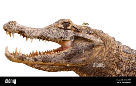 Head of yacare caiman with open mouth and visible teeth isolated on ...