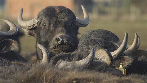 Teenager dies after water buffalo attack which killed father - Farmers Weekly