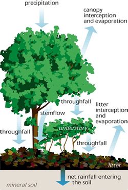 Diagram of interception