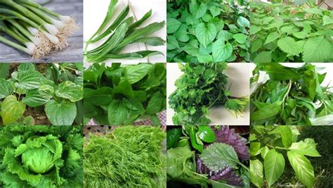 Rau sống | Herbs, Canning