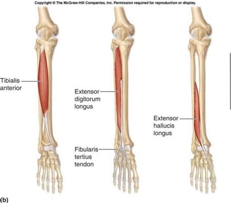 Making Sense of the Ankle joint : Part 1 – Revision of Ankle Joint System – JPX Performance