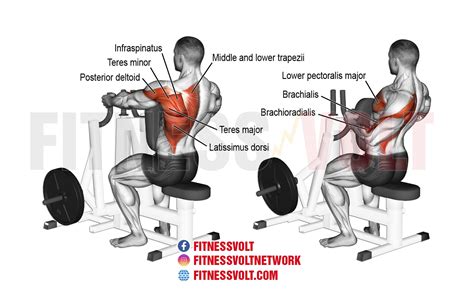 Strengthen Your Back: Machine One-Arm Row for Maximum Gains – Fitness Volt