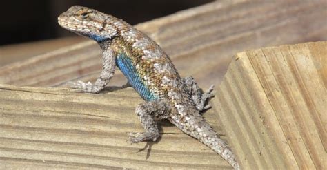 Eastern Fence Lizard - A-Z Animals