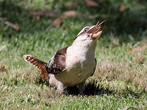 What Do Kookaburras Eat? (Complete Guide) | Birdfact