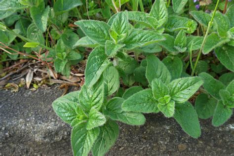 Wild Marjoram (Origanum vulgare)